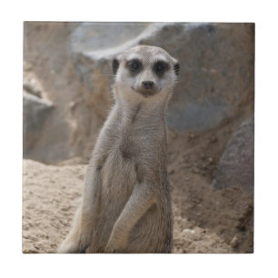 Amazing Meerkat Tile