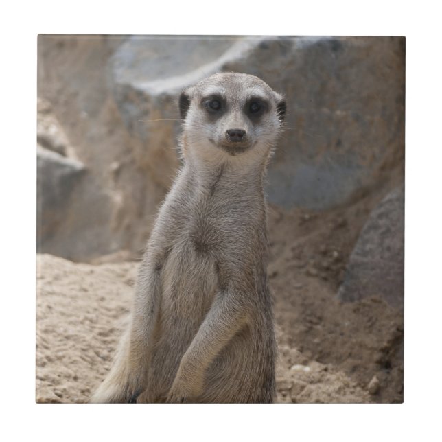 Amazing Meerkat Tile (Front)