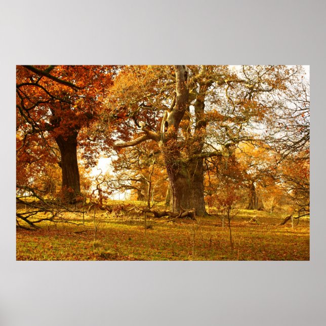 Amazing old oak trees in Scotland Poster (Front)