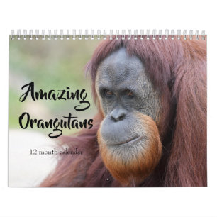 Amazing Orangutans 2026 Calendar