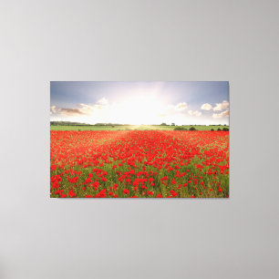 Amazing red poppy field at dawn in Norfolk England Canvas Print