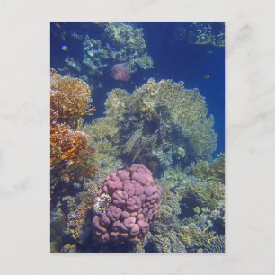 amazing red sea postcard