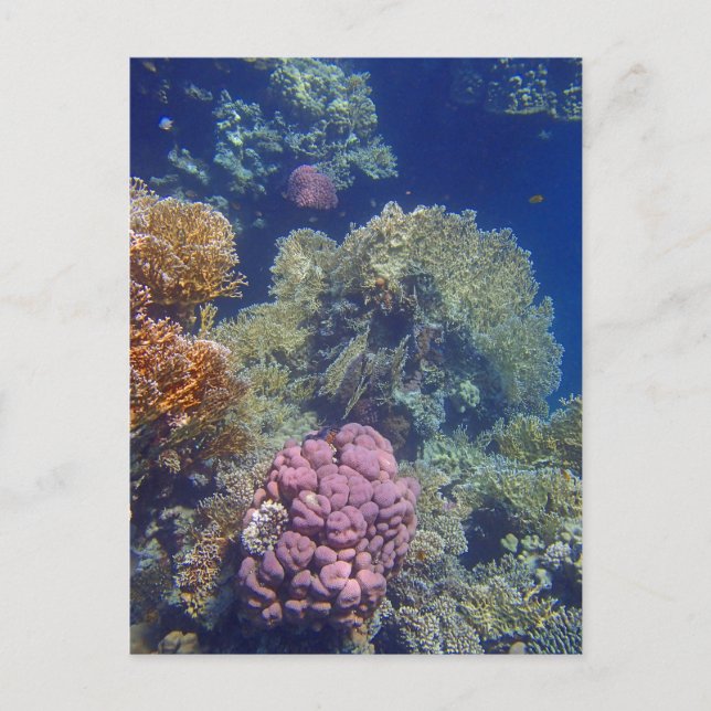 amazing red sea postcard (Front)