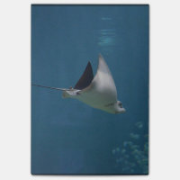 Amazing Stingray