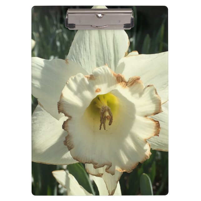 Amazing White Daffodil Clipboard (Front)