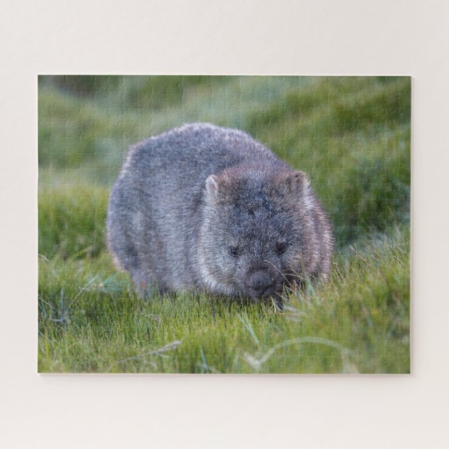 Amazing Wombat in the Grass Australia, 520 pieces Jigsaw Puzzle (Horizontal)