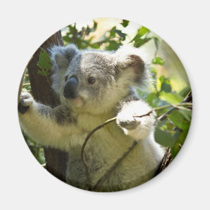 Amazingly cute baby koala in a tree magnet