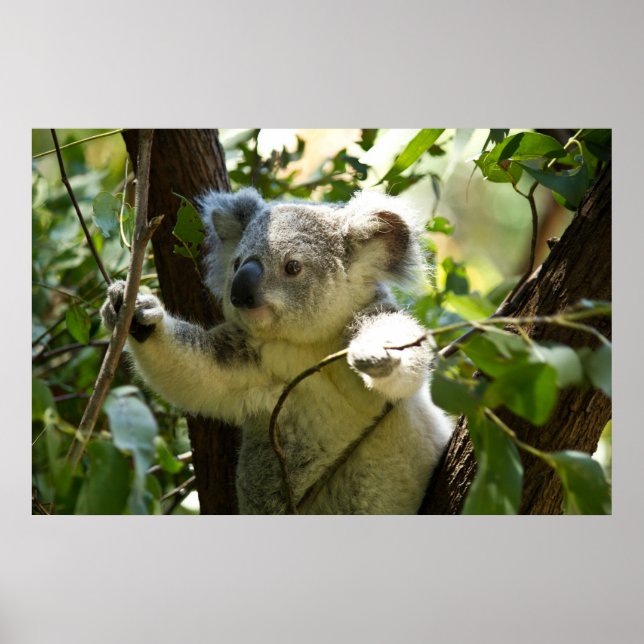 Amazingly cute baby koala in a tree poster (Front)