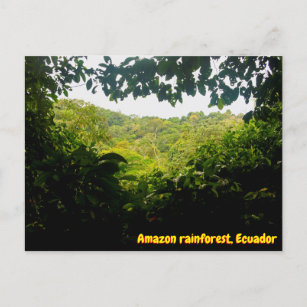 Amazon jungle, Ecuador Postcard