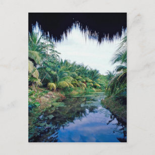 Amazon Jungle River Landscape Postcard