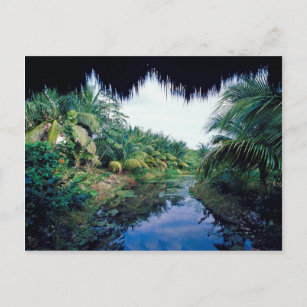 Amazon Jungle River Landscape Postcard
