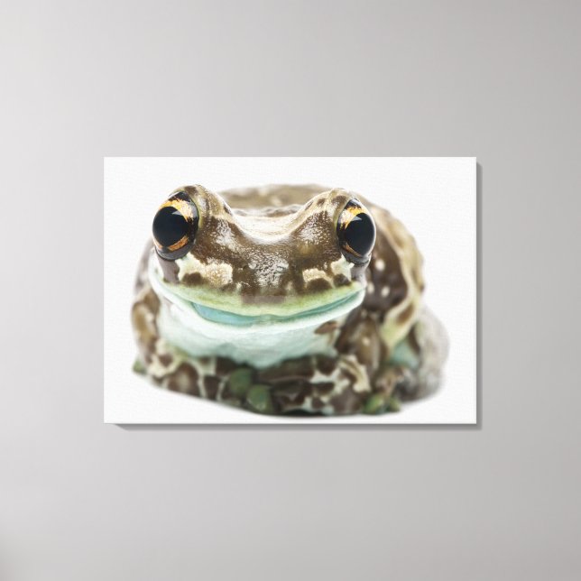 Amazon Milk Frog - Trachycephalus resinifictrix Canvas Print (Front)