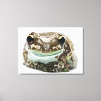 Amazon Milk Frog - Trachycephalus resinifictrix Canvas Print