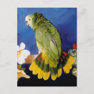 Amazon Parrot Postcard