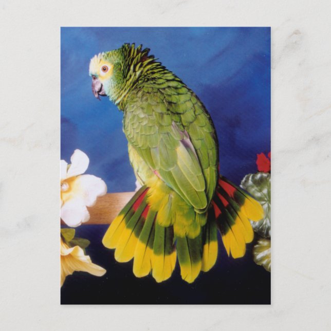 Amazon Parrot Postcard (Front)
