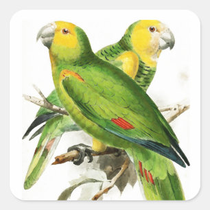 Amazona Parrots -  vintage birds Square Sticker