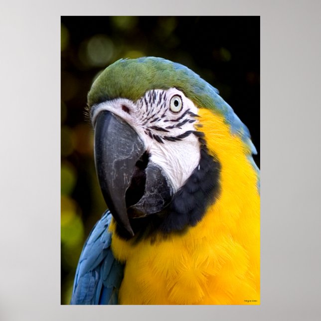 Amazonian Parrot Portrait Poster (Front)