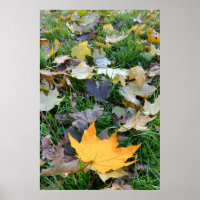 amber coloured leaf
