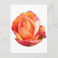 Amber Sunblaze Miniature Rose
