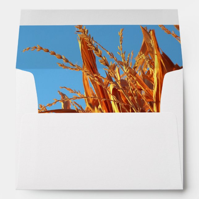 Amber Waves  Envelope (Back (Bottom))