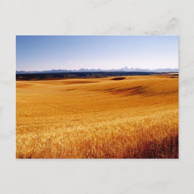 Amber Waves post card (Front)