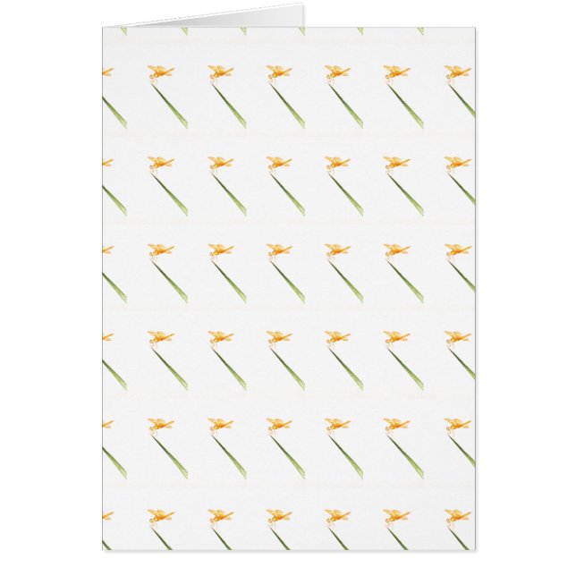 Amber-wings all around (Front)