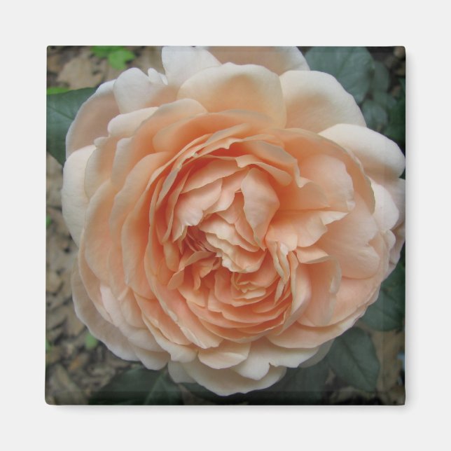Ambridge Rose in Full Bloom Magnet (Front)