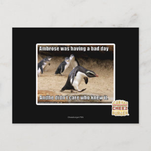 Ambrose was having a bad day postcard