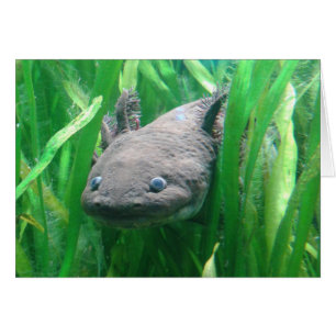 Ambystoma andersoni