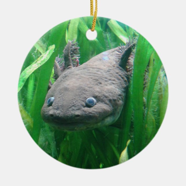 Ambystoma andersoni ceramic tree decoration (Front)