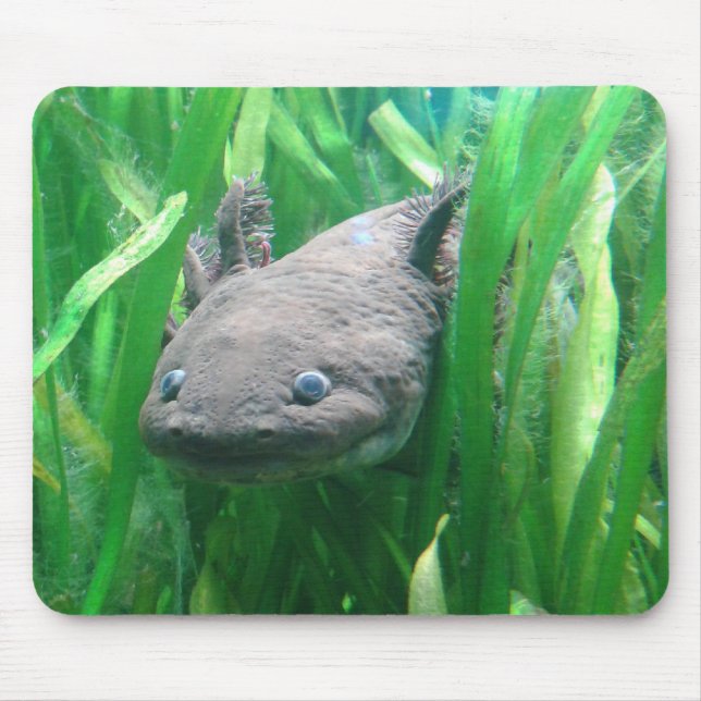 Ambystoma andersoni mouse pad (Front)