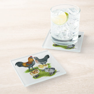 Ameraucana Chicken Family Glass Coaster