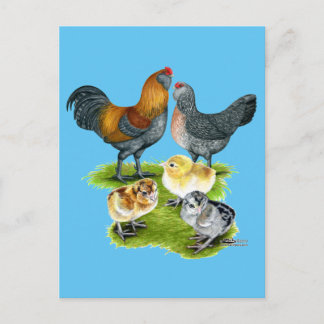 Ameraucana Chicken Family Postcard