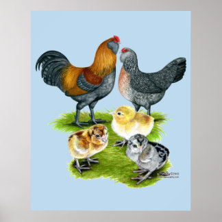 Ameraucana Chicken Family Poster