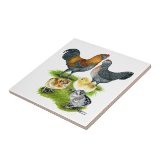 Ameraucana Chicken Family Tile