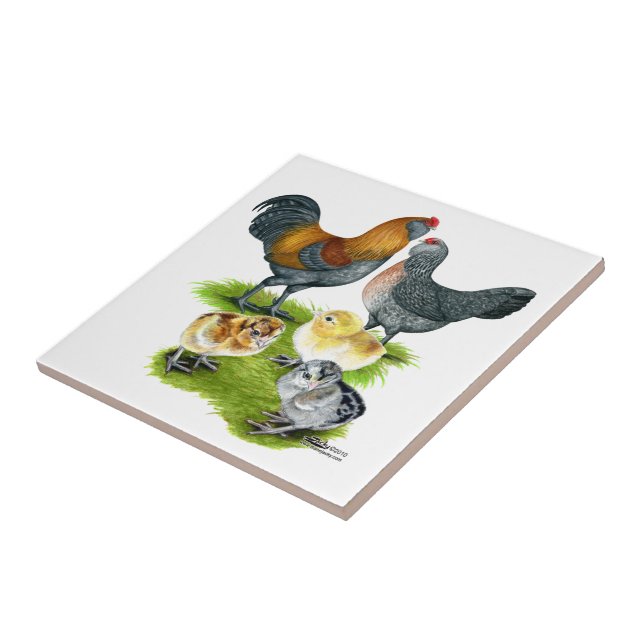 Ameraucana Chicken Family Tile (Side)