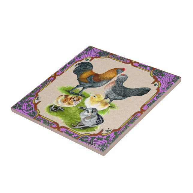Ameraucana Family Framed Tile (Side)