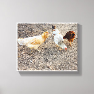 Ameraucanas Canvas Print