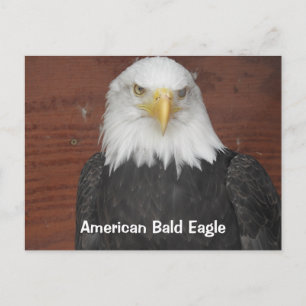 America Bald Eagle Dubuque Iowa Keepsake Postcard