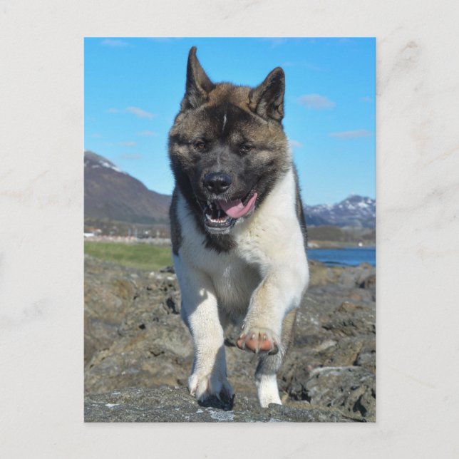 American Akita Postcard (Front)