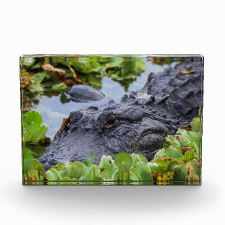 American Alligator amongst the plants - Vibrant Photo Block