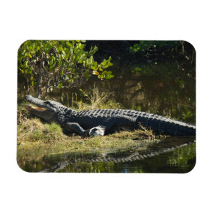 American Alligator Basking Sun Florida Wildlife Magnet