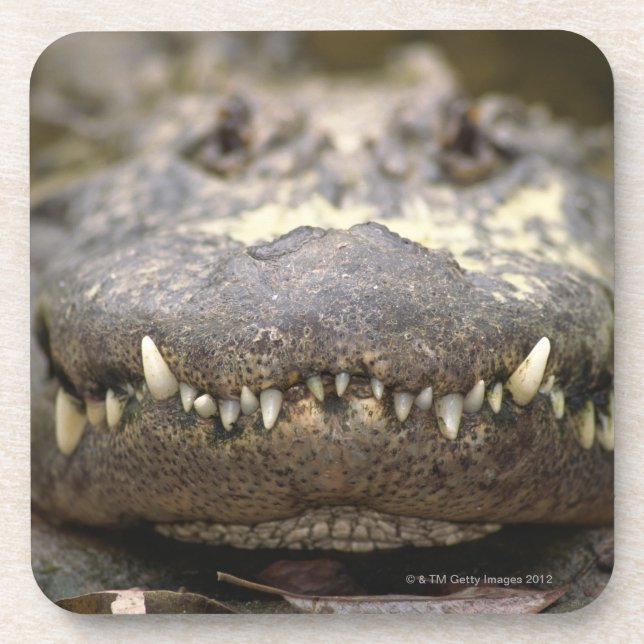 American alligator coaster (Front)