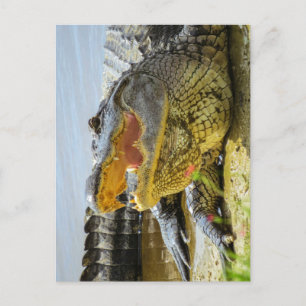 American Alligator Face to face Postcard