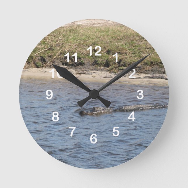 American Alligator in Florida Marsh Water Numbers Round Clock (Front)