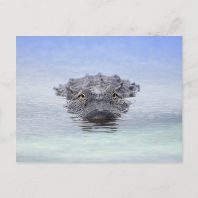 American Alligator – Lake Apopka Wildlife Drive Postcard (Front)