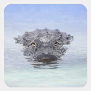 American Alligator – Lake Apopka Wildlife Drive Square Sticker
