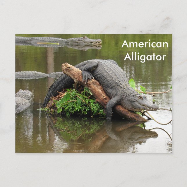American Alligator - Learning Postcard (Front)