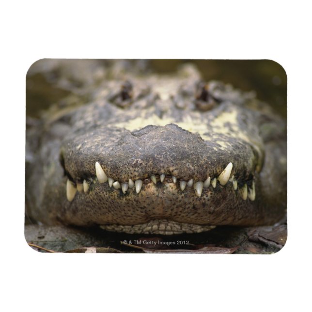 American alligator magnet (Horizontal)
