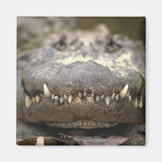 American alligator magnet (Front)